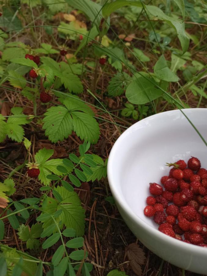 Amig Gospodarstwo agroturystyczne